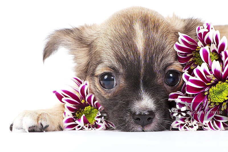 菊花花丛中可爱的吉娃娃小狗图片素材