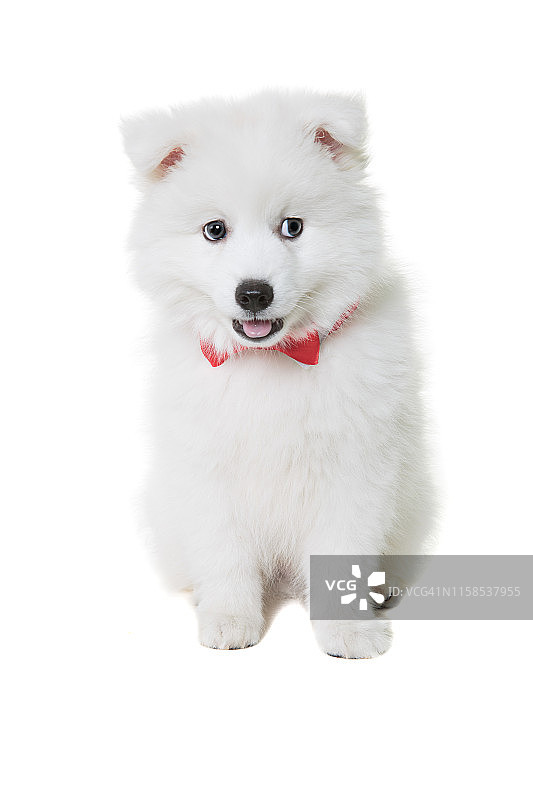 日本狗狗戴着红色领结看着白色背景的摄像机图片素材