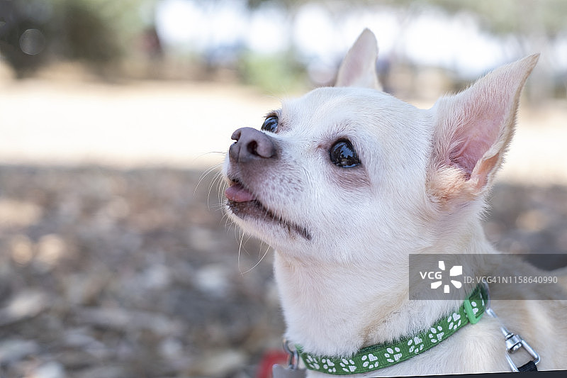 可爱的吉娃娃狗的肖像与大舌头出自然背景图片素材