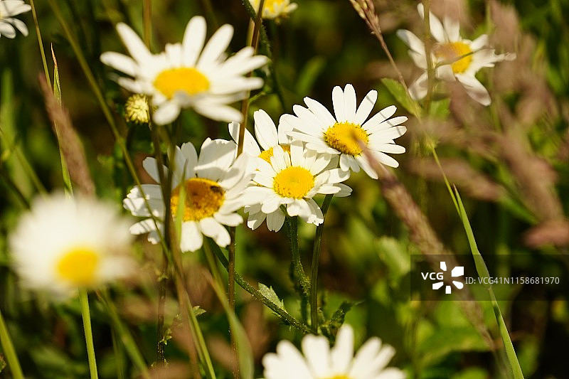白色和黄色的雏菊在阳光下的绿色背景上图片素材