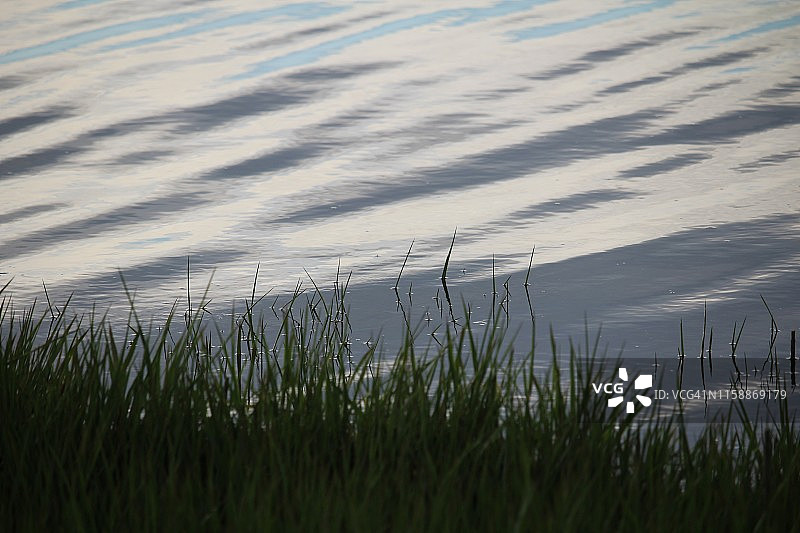 波光粼粼的水和沼泽草图片素材