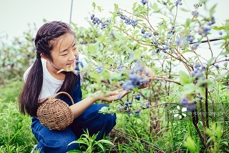 亚洲少女愉快地从农场收获新鲜蓝莓图片素材