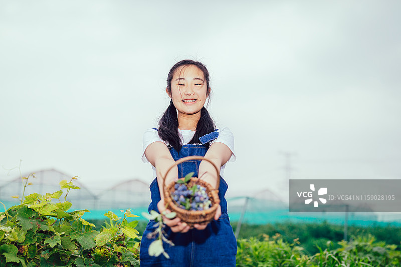 亚洲少女采摘新鲜的蓝莓，并看着镜头快乐地从农场图片素材