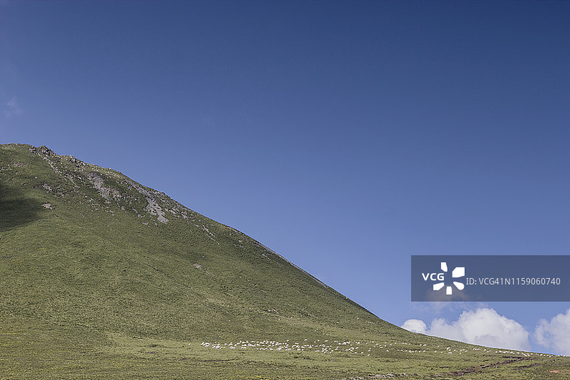 羊群在中国青藏高原的草原上吃草，伴着蓝天白云。图片素材