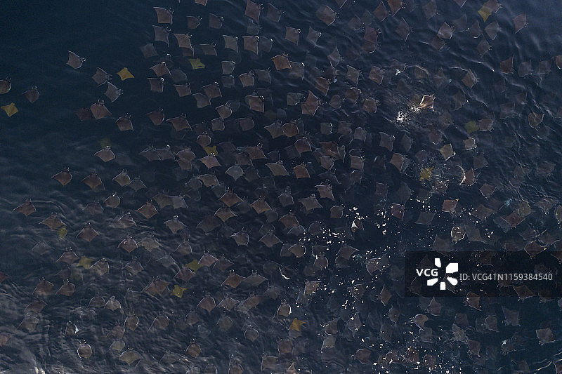 鸟瞰图:在墨西哥下加利福尼亚的科尔特斯海，一群非常大的蒙克魔鬼鳐(蝠鲼鳐)和金牛鼻鳐在海面游泳。图片素材