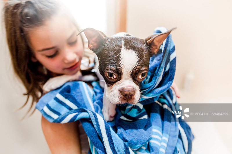 女孩在狗洗澡后用毛巾抱着它图片素材