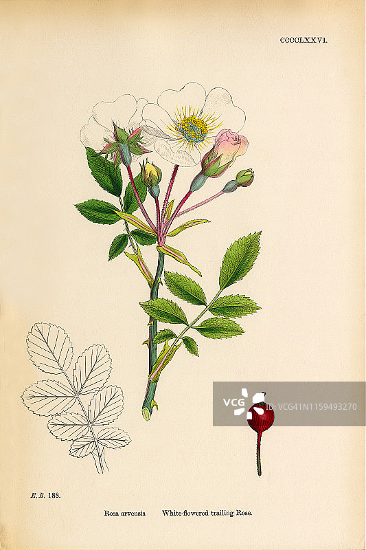 白花蔓生玫瑰，蔷薇，维多利亚植物学插图，1863年图片素材