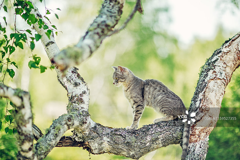 夏日里，一只灰条纹猫坐在树枝上图片素材