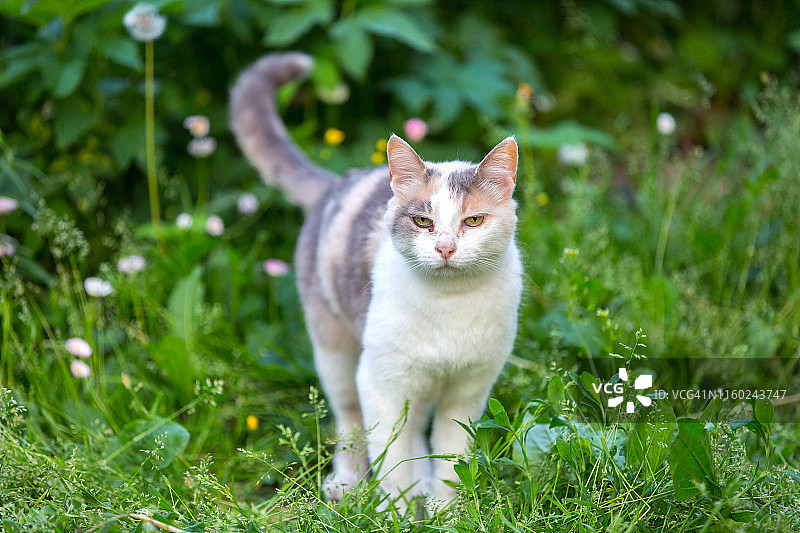 草地上的猫。图片素材
