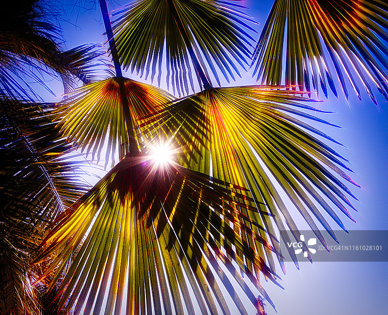 发光的棕榈叶图片素材