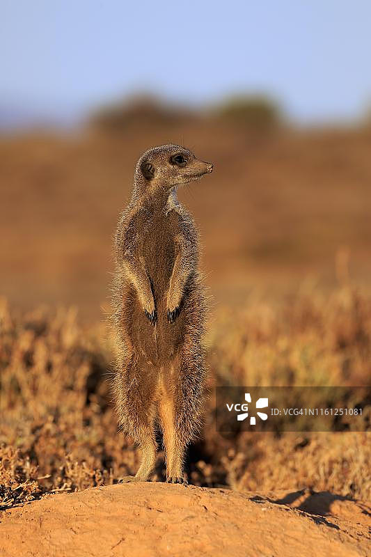 猫鼬(Suricata suricatta)，成年，直立，警惕，outshoorn，西开普，南非图片素材