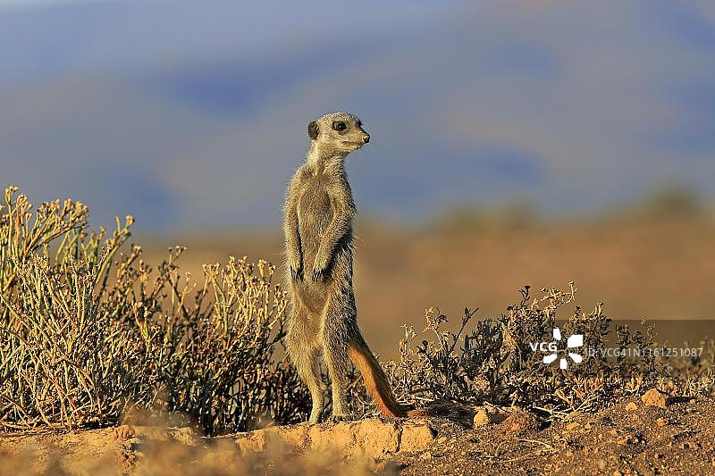 猫鼬(Suricata suricatta)，成年，直立，警惕，outshoorn，西开普，南非图片素材
