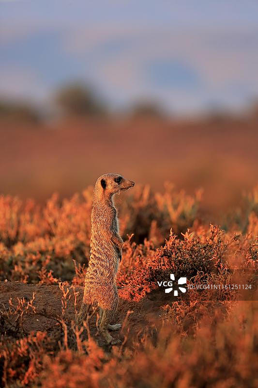 猫鼬(Suricata suricatta)，成年，直立，日出，警惕，outshoorn，西开普省，南非图片素材