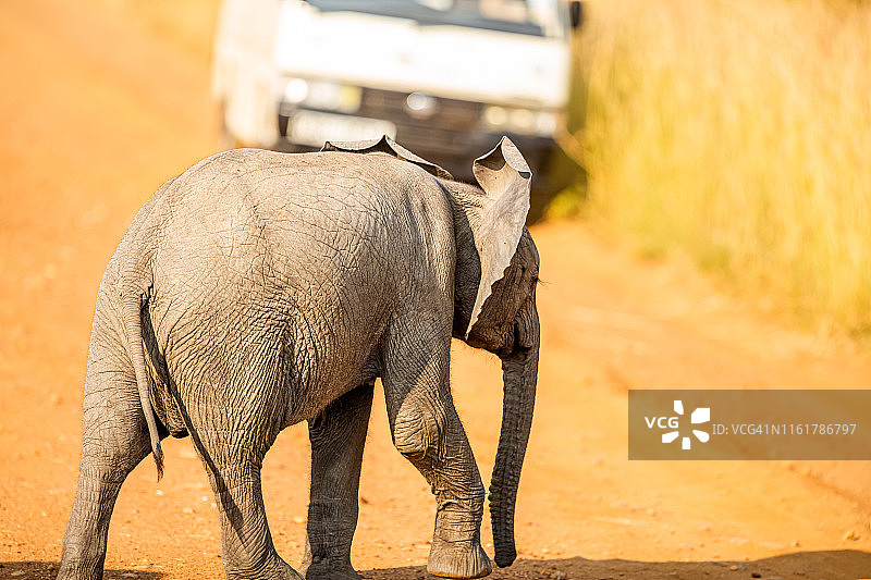 大象幼崽和野生狩猎车图片素材