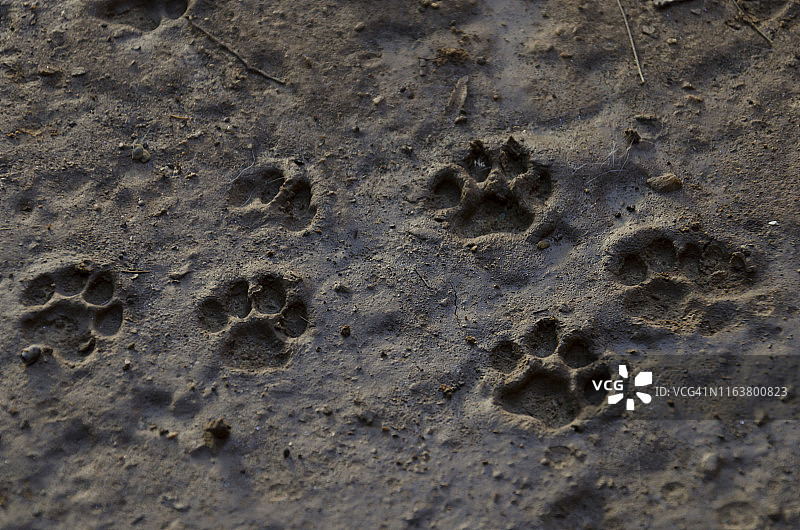 泥里的猫脚印图片素材