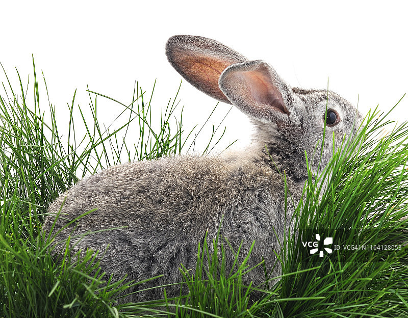 灰色的兔子在草地上。图片素材