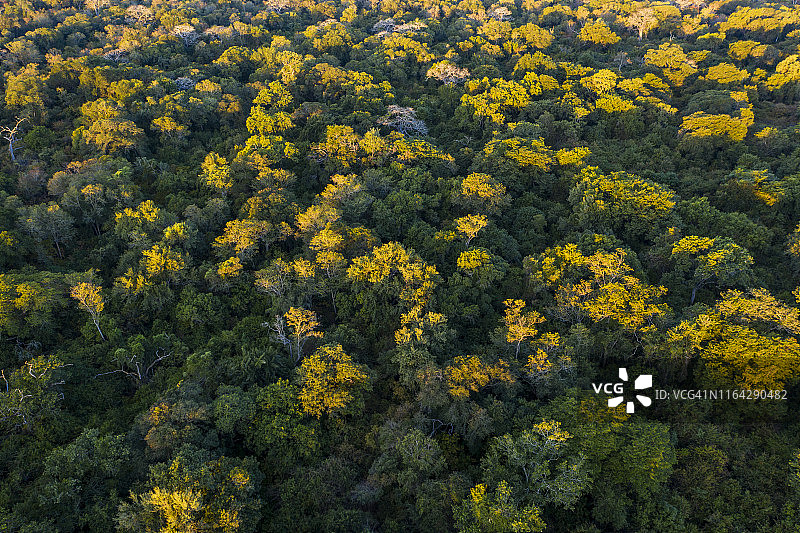 美丽的鸟瞰树冠在一个热带雨林，中非图片素材