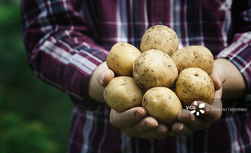 收获新鲜的生土豆的农民手中映衬着绿色的背景。有机农业。图片素材