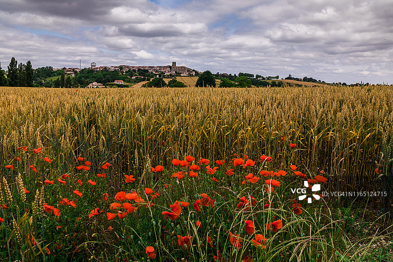 法国，麦田里种着小麦和罂粟图片素材