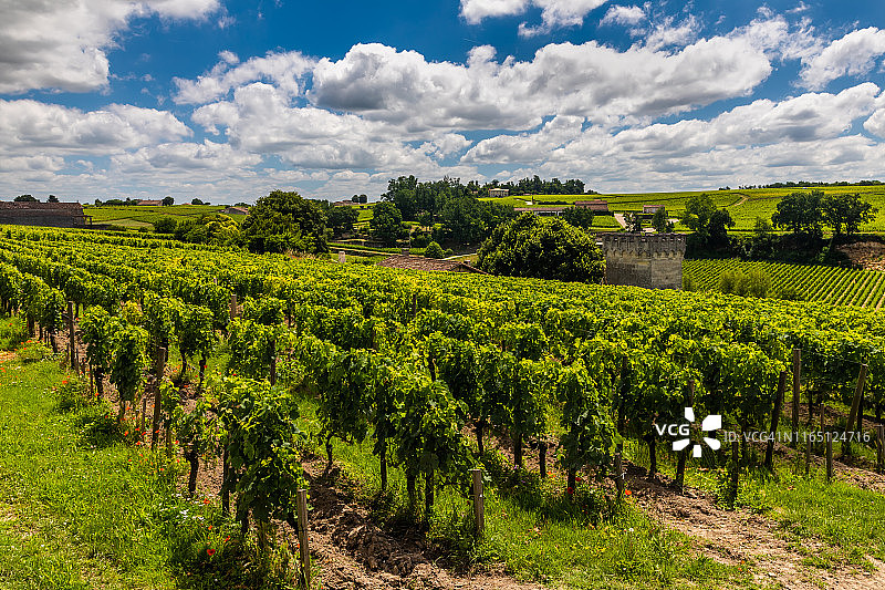 隆附近的葡萄园。法国波尔多葡萄酒图片素材