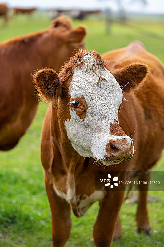 一个棕色奶牛站在户外的特写肖像-格尔比维赫红安格斯杂交品种图片素材