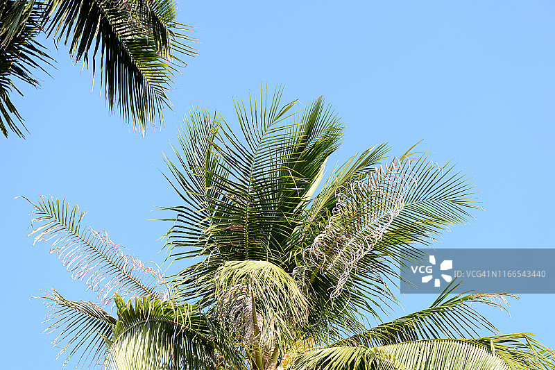 椰子树的叶子映衬着湛蓝的天空。热带的背景图片素材