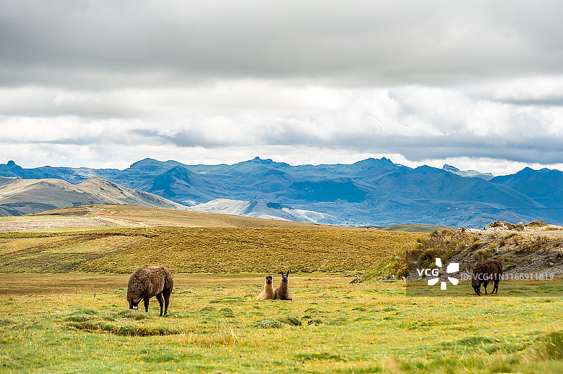 驼羊在厄瓜多尔安第斯山脉的钦博拉索山周围的田地里吃草图片素材
