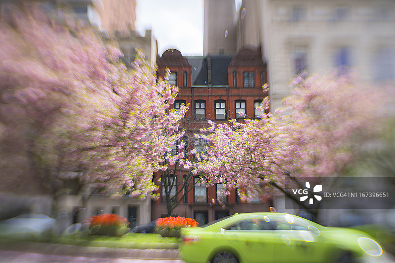 2019年4月27日，美国纽约，樱花花瓣在春日的阳光下绽放，在春风的吹拂下摇曳。图片素材