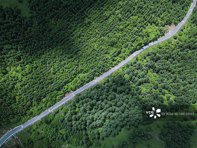 森林中道路鸟瞰图图片素材