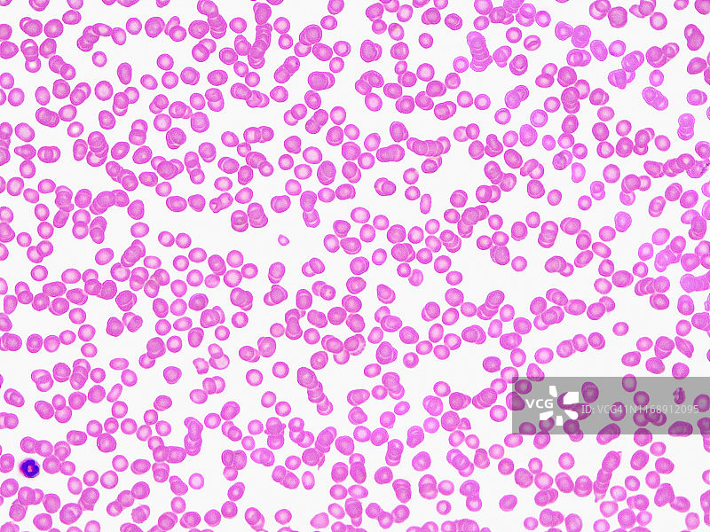 红血球，40倍光镜图片素材