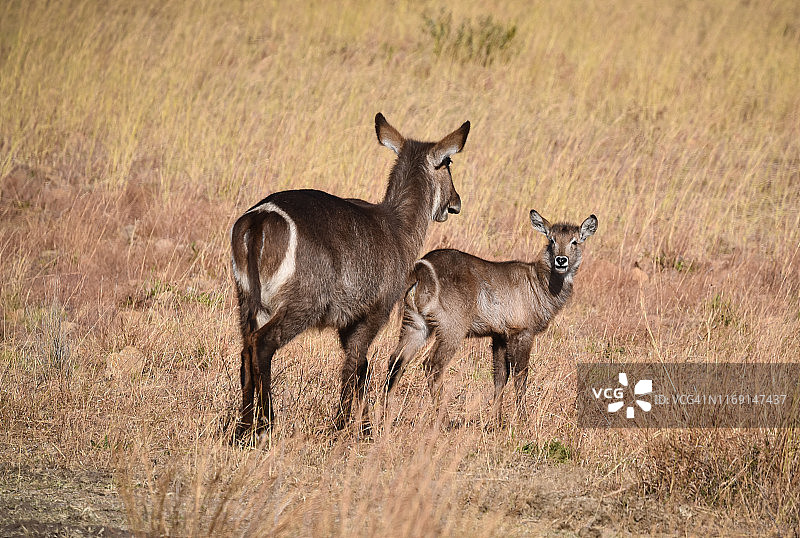 皮纳尔斯堡野生动物保护区的小水羚和它的妈妈图片素材