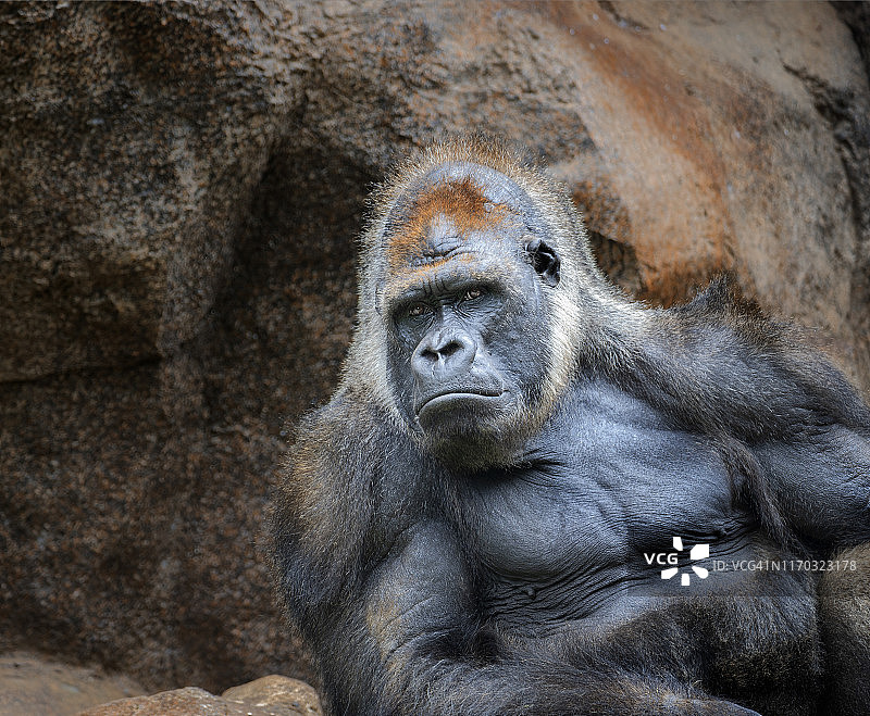 银背大猩猩休息和坐着图片素材
