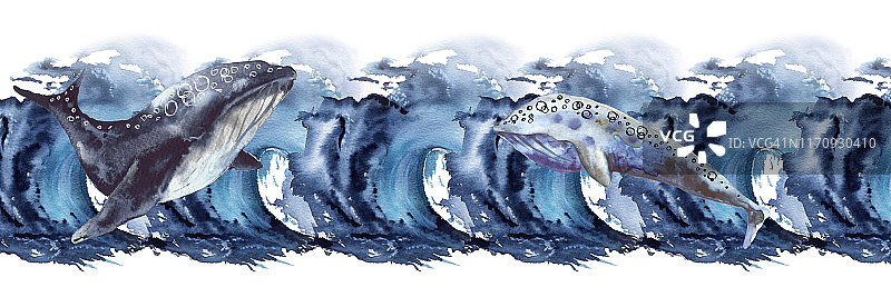 框架与海鲸鱼。孤立在白色背景上图片素材