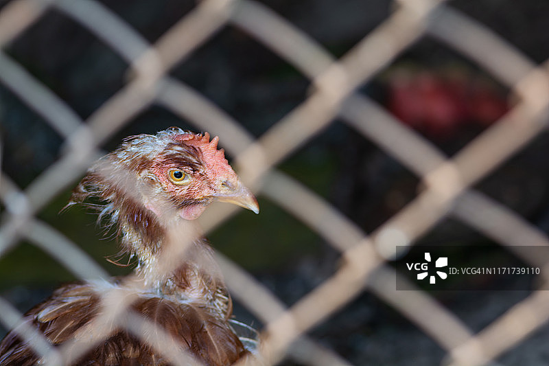 棕色生病的母鸡后面有模糊的铁丝网栅栏。养鸡场。动物保护的概念图片素材