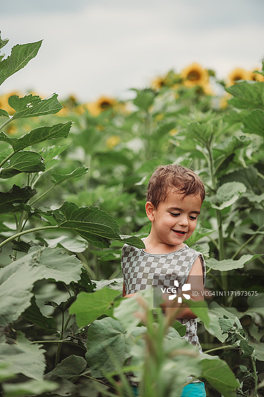 在爱荷华州的向日葵农场里摆姿势的一个3岁的黑发男孩的肖像图片素材