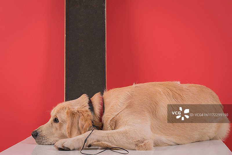 带耳机和滑板的金毛猎犬。图片素材
