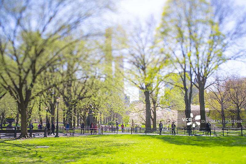 4月17日，在美国纽约中央公园的草坪上，樱花盛开。当日，在美国纽约中央公园的草坪上，樱花绽放。图片素材