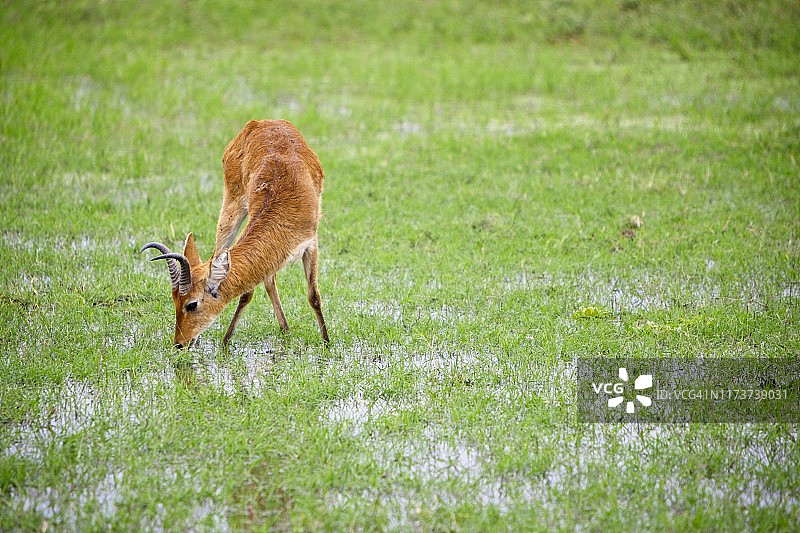 在安博塞利国家公园，年轻的羚羊在浸水的土地上吃草图片素材
