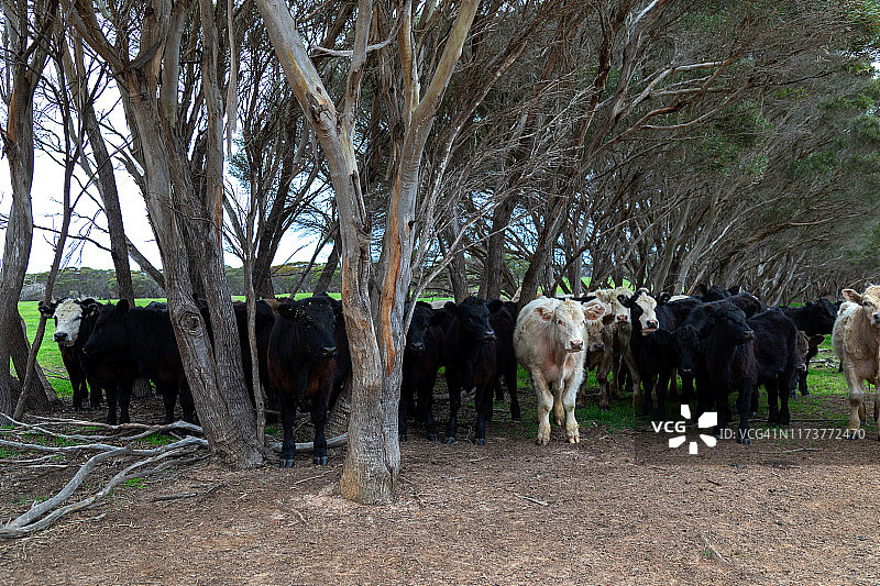 树旁站着一群黑、棕、白三色的小牛犊，肉牛图片素材