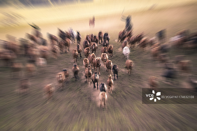 一群野马在草原上奔跑图片素材