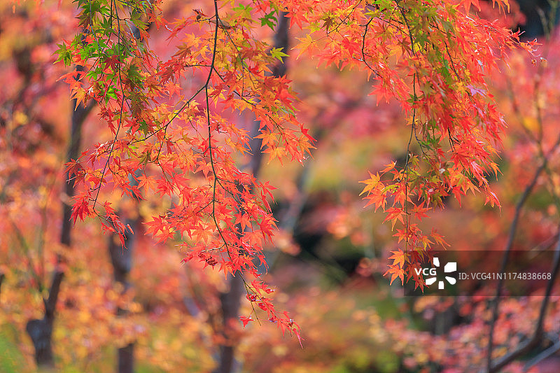 日本京都的红枫背景图片素材
