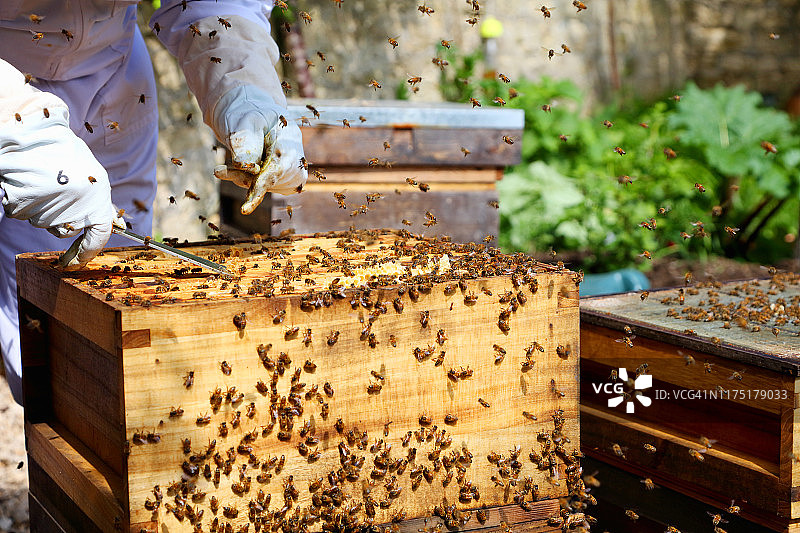 男性养蜂人在有围墙的花园里照料蜂箱图片素材