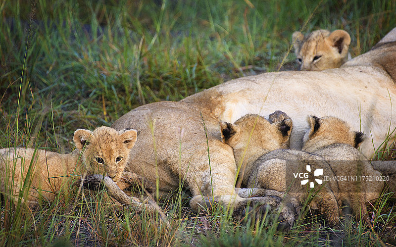 肯尼亚马赛马拉，与妈妈一起哺乳和玩耍的狮子幼崽图片素材