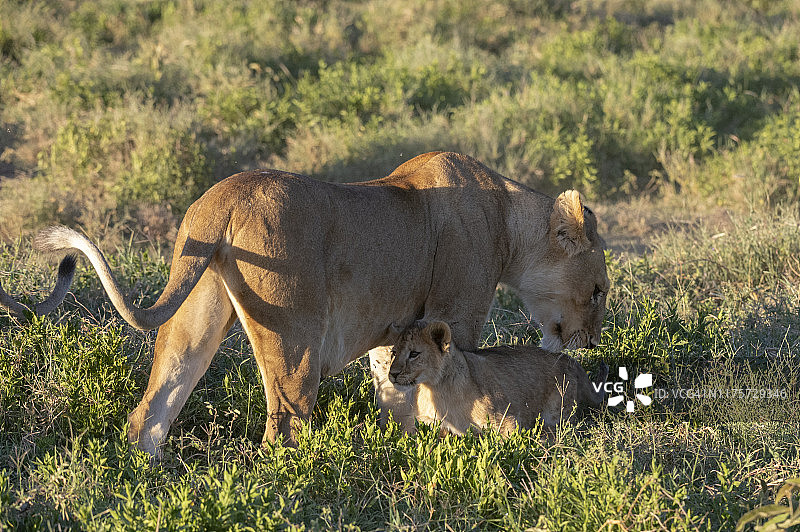 母狮(狮子Panthera leo)和它的幼崽，恩杜图，恩戈罗戈罗保护区，联合国教科文组织世界遗产地，坦桑尼亚，非洲东部图片素材
