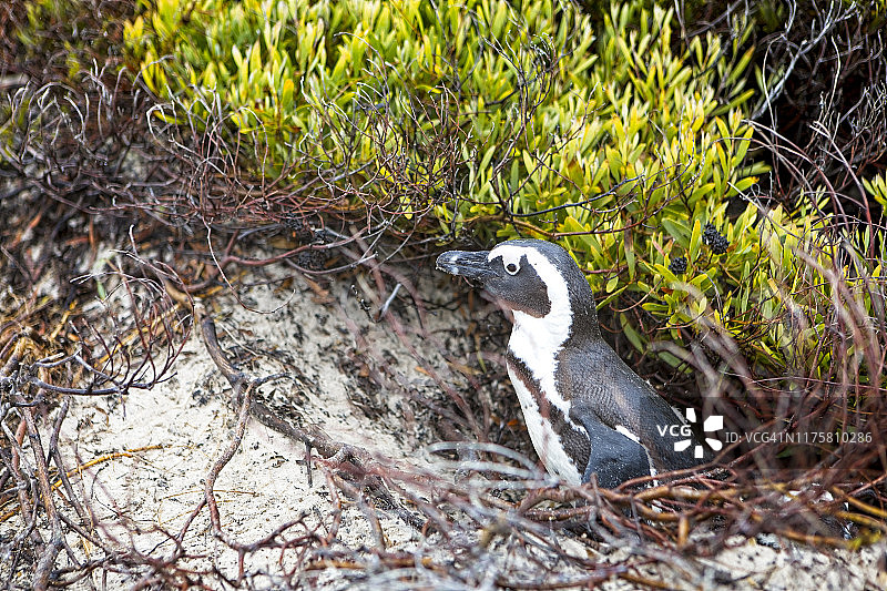 企鹅从南非博尔德斯海滩的灌木丛中出现图片素材