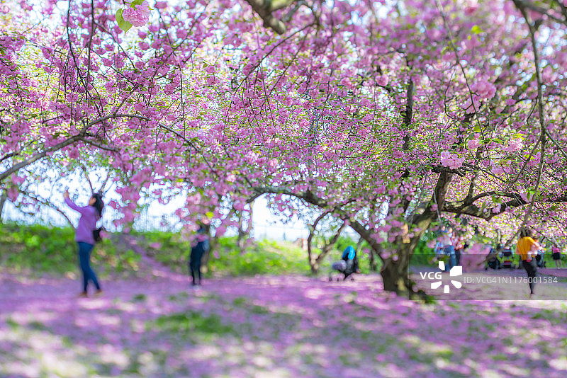 2019年5月2日，在美国纽约中央公园，一排排樱花树环绕着草坪。图片素材