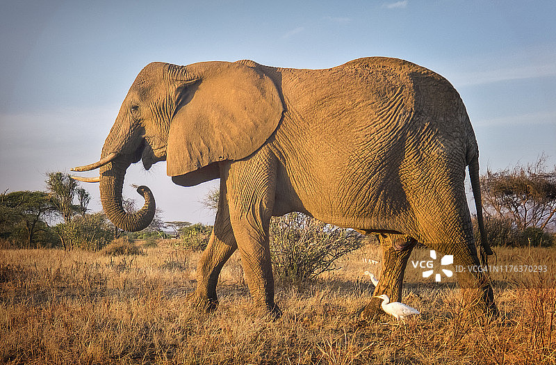 美丽的大象侧面与白鹭在清晨的光在桑布鲁，肯尼亚图片素材