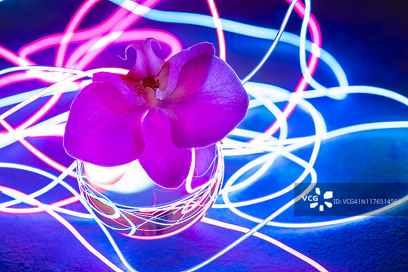霓虹灯光下的未来派兰粉花图片素材