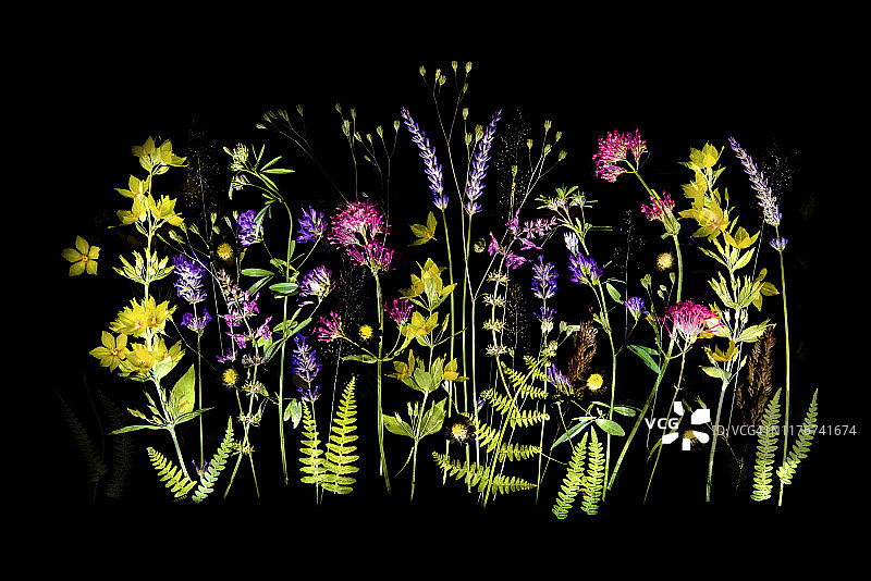 美丽的夏季野花排列在黑色的背景下，包括薰衣草，黄色的松花和粉红色的缬草图片素材