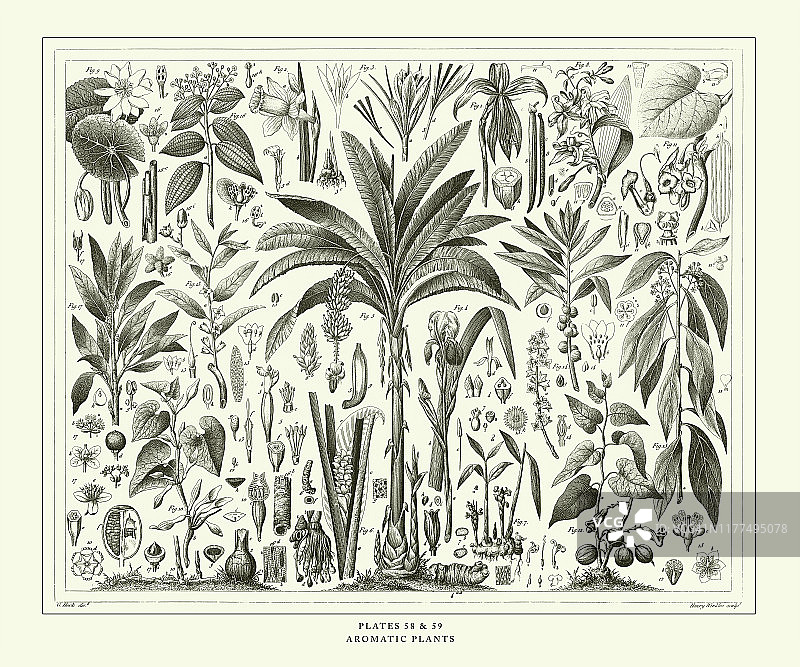 雕刻古玩，芳香植物雕刻古玩插图，1851年出版图片素材